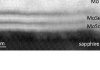 Millimeter-scale layered MoSe<sub>2</sub> grown on sapphire and evidence for negative magnetoresistance