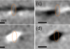 Time-resolved magnetic imaging of Œrsted-field effects in cylindrical nanowires